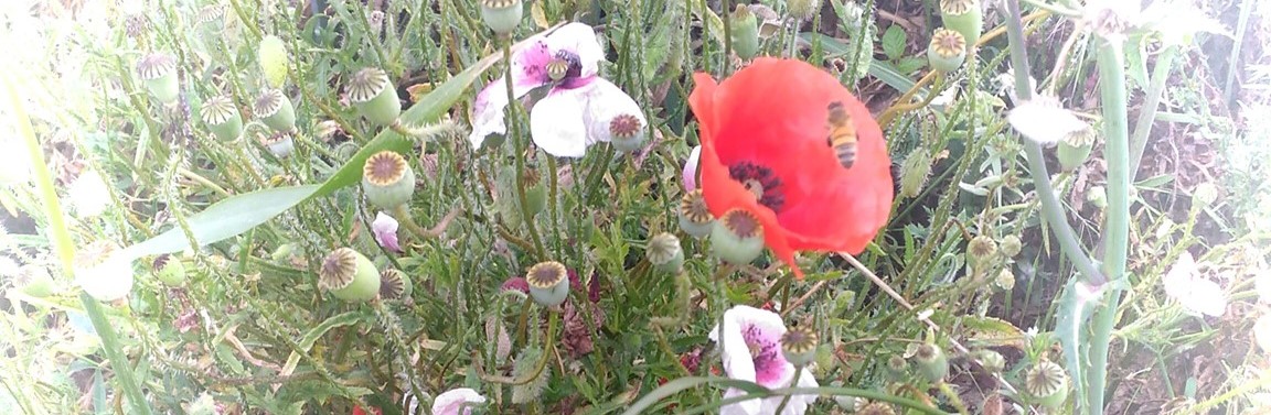coquelicots