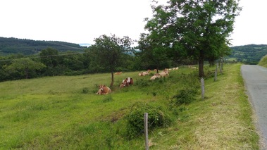 Les Vaches