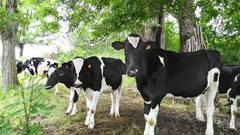 Les Vaches
