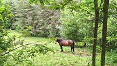 Le Cheval
