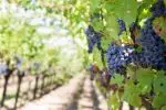 Grape directly from California Farmers