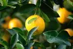 Citrus directly from California Farmers